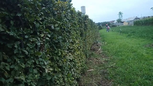 Є потреба круглий рік в зеленому паркані,тому саджу самшит.
