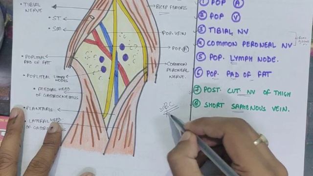 POPLITEAL FOSSA WITH ALL ITS CLINICALS | WITH AMAZING SHORT TRICKS | LOWER LIMB | MBBS | FIRST YEAR
