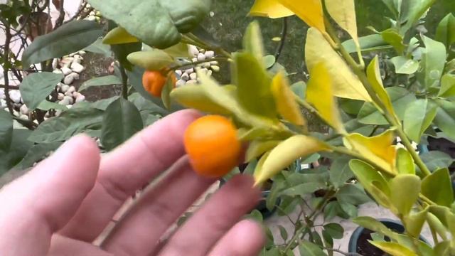 Kamkat (Kumkuat) Hibritlerim | Mandarinquat - Calamansi - Limequat