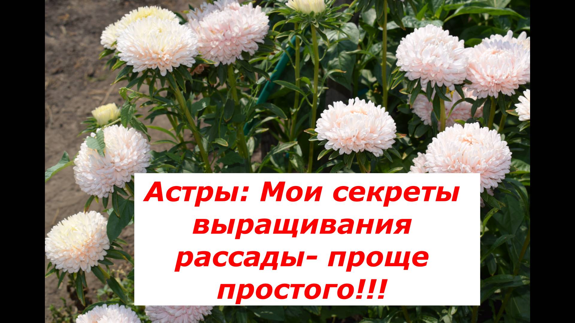 Астры: выращивание рассады и пикировка #цветы #полезные советы #рассада #пикировка #астра
