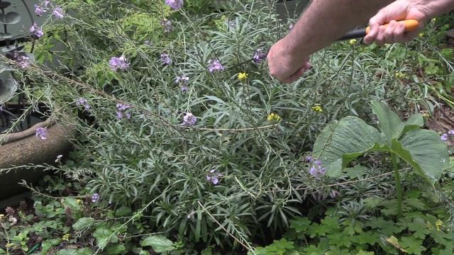 How to Prune Wallflowers (Erysimum)
