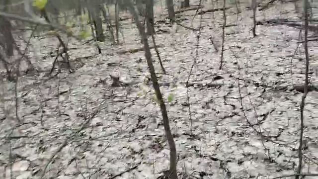 Будни егеря. Первые сморчки. 18.04.25.