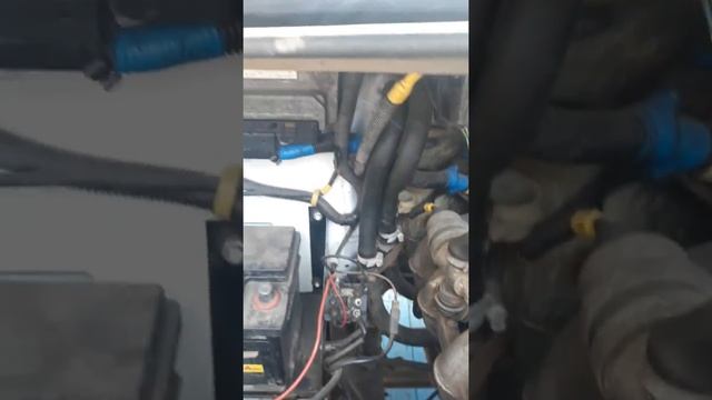 Купил печальную газель.