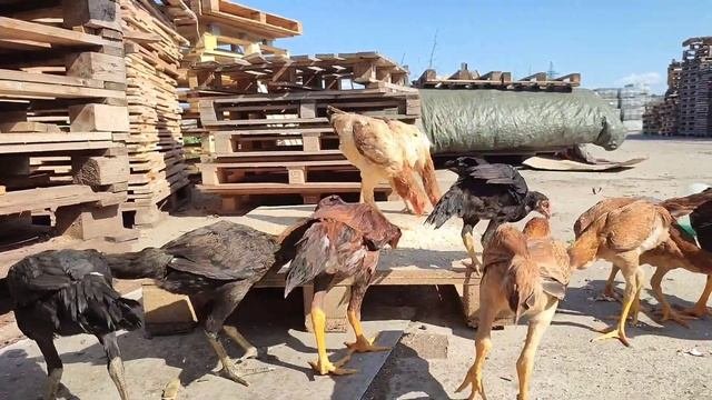 Житель Подольск разводит бойцовский петух/ Як сокини Подолск хурӯси ҷангиро парвариш мекунад...!
