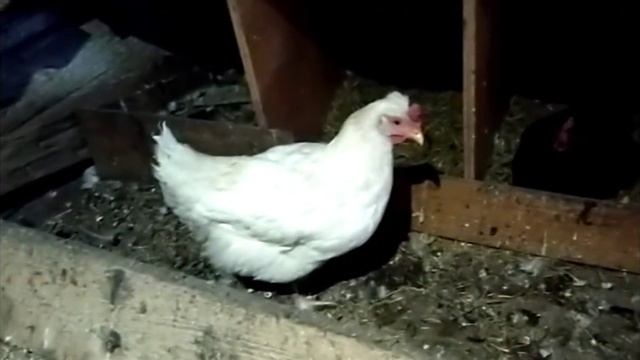 курочки и Персик обживаются