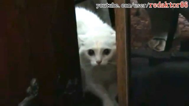 Белый говорящий кот  Клни клни клни