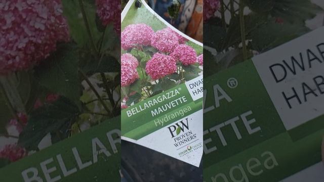 Зимовка крупнолистных гортензий на балконе (начало в ленте) 4, заключительная, ГАЛИСАД ЧЕРЕПОВЕЦ