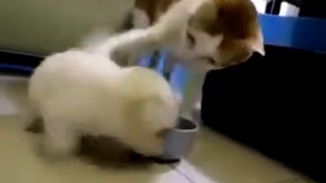 Смешной щенок и добрая кошка