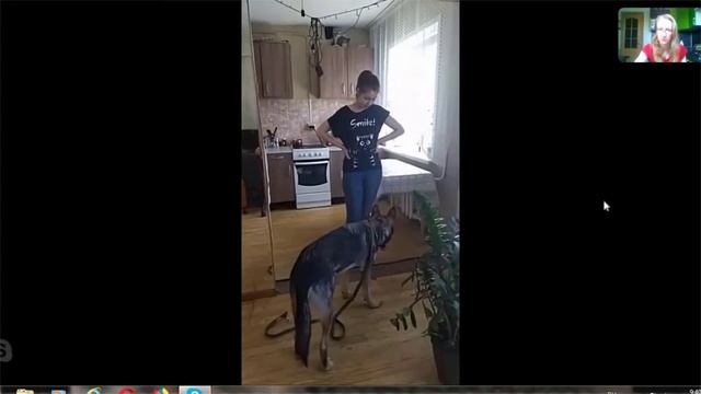 ВЛОГ  ЕСЛИ  ПЕС  ЭЛЕКТРОВЕНИК