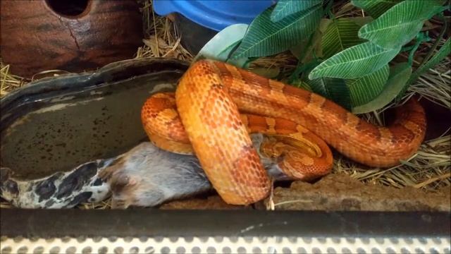 Wąż Zbożowy (Pantherophis Guttatus) Nitka Karmienie