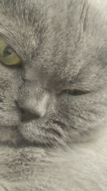 Мой котик Плюш
