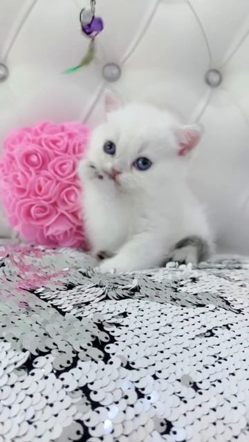 Kitten british shorthair - Котёнок британский короткошерстный