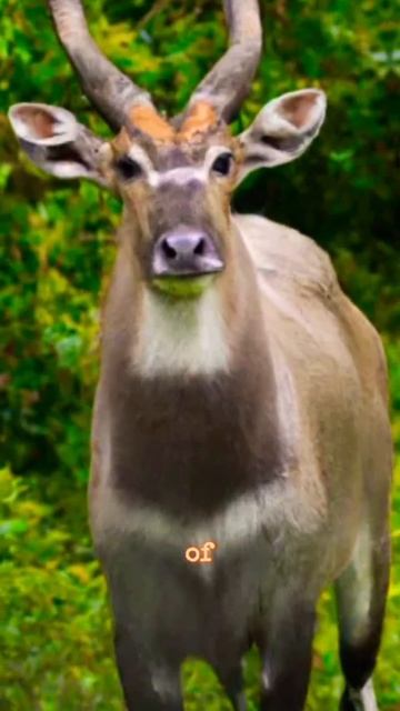 saola #animals #shortvideo #saola #subscribe #viral #trending