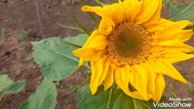 ПОДСОЛНУХИ!ДАЧНЫЕ ЗАРИСОВКИ!🌻🌻🌻