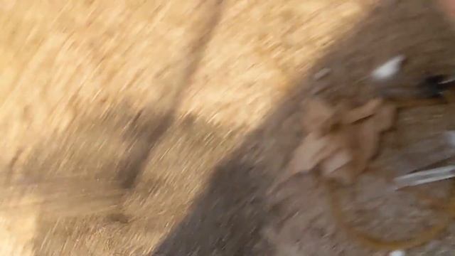 an update video on the Roaches and Ants!