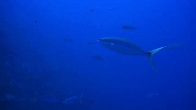 Rainbow Runner