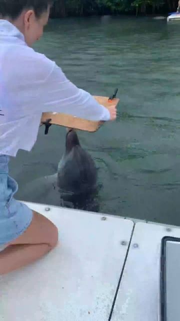 dolphin 🐬