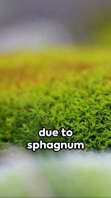 Moss: Exploring the Enchanting World of Nature's Green Carpet