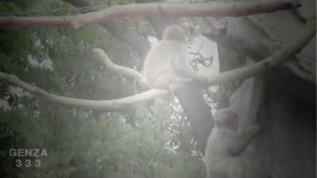 Baby monkey crying  Cute Baby Animal Video
