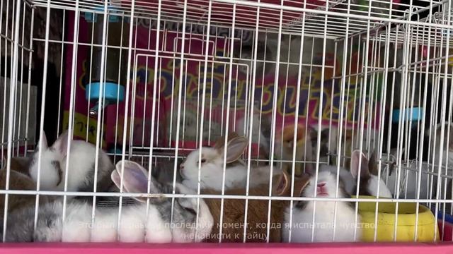 Пхукет: проехали весь остров на машине и наелись тухлых яиц