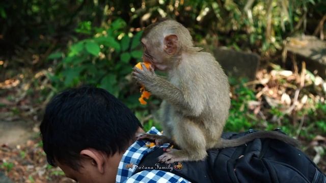 OH BROTHER KHNA  FEEDING BIG papaya fruit TO LYBBY WITH RAINBOW ENJOY EAT