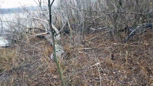 Бобровый остров