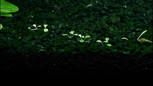Glosso Snail Time Lapse