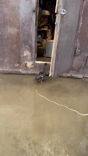 Подсадная утка 🦆 Манька #охота #утки #кряква