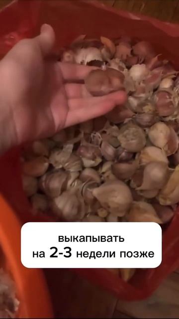 🧄 можно посадить весной