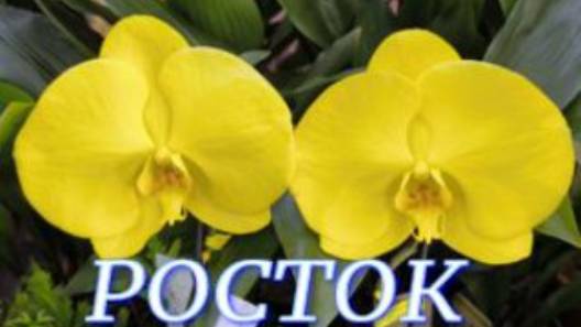 №1067/ СВЕЖАЯ поставка ОРХИДЕЙ в с/ц РОСТОК