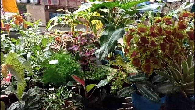 Prices of Plants Dec 2020 (Sara,Iloilo wet market)