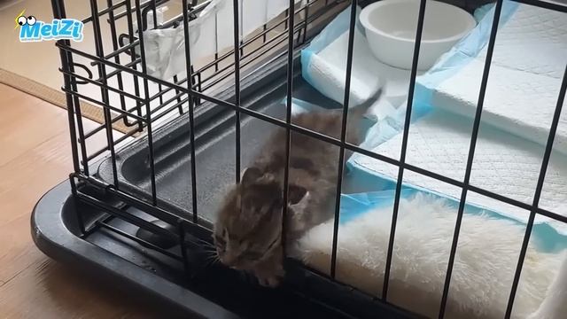 Honey, This Poor Kitten! Let's Take It Home!