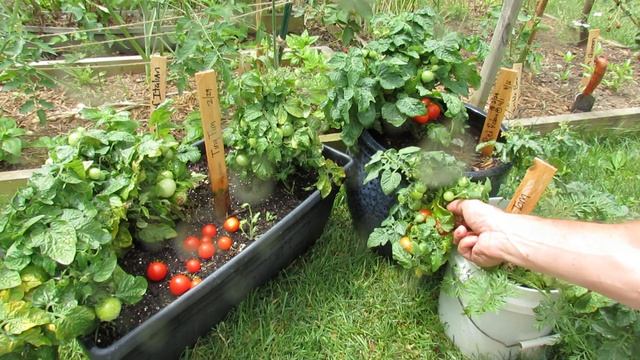 Tomato Variety Profiles: Three Dwarf Determinates (8-15 inches)  - Tiny Tim, Red Robin, Micro Tom