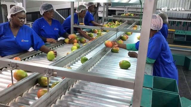 AWETA | Mango sorting & packing line