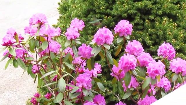 Hummingbird nectaring on rhododendron flowers, Part 2, 5/19/19.