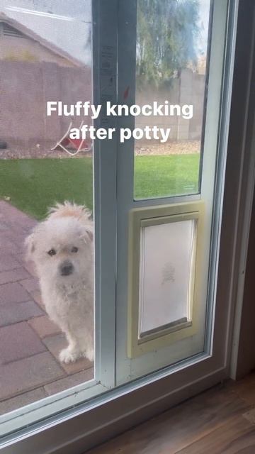 Smart Dog, Knocking after potty - Maltipoo #furbaby #smartdog