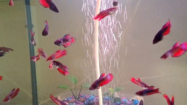 VID 20200416 120751895 Петухи мутанты, два с половиной месяца.