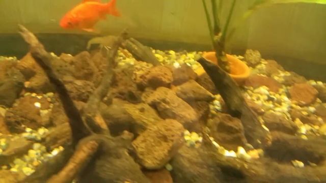 Gamberetti d'acqua dolce  (procambarus clarkii )