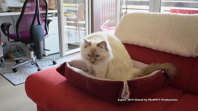 🐈 SAPHIR - ADORABLE FLUFFY CAT 2019