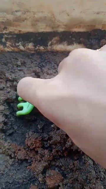 planting a seed  plants aquarium shorts