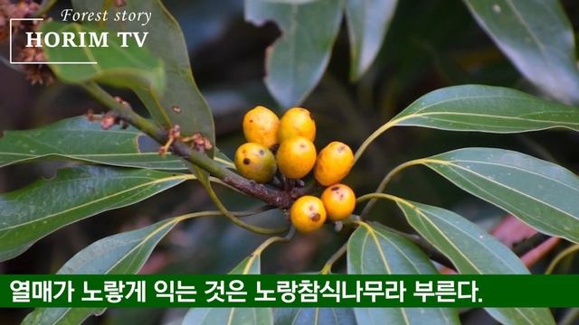 정원수로 좋은 참식나무, 숲 전문 HORIM-TV