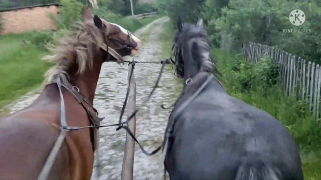 Жеребець "Гард" приїхав на паровку! Роздуми про лошат...:)