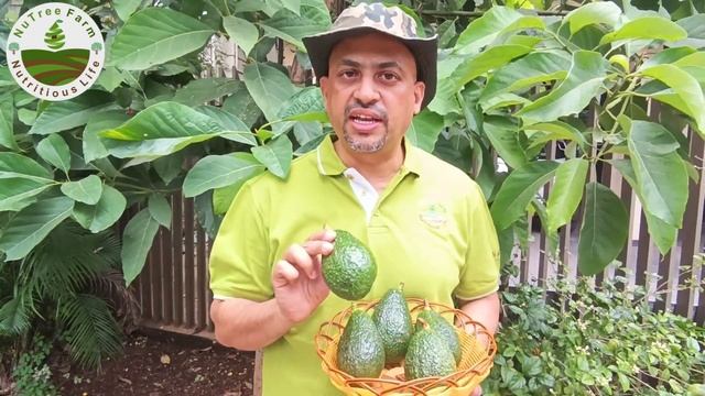 First Maluma Avocado Production in India - Nutreefarm. (English)