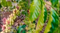Beautiful FOREST Full Of COFFEE Fruits. 360 Fruit Tree Orchard Tour. Amazing Fruit Agriculture.