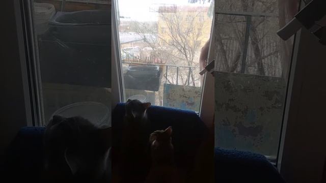 17 января 2024 г.наблюдение за синичками, которые клюют семечки на балконе