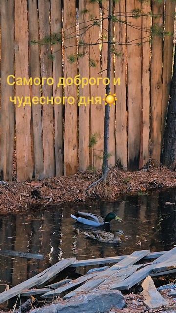 Самое доброе утро!
