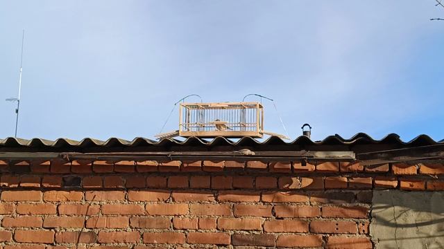 Ловля реполовов 17.04.2025