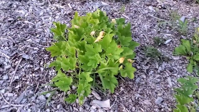 Flowers Of The Vegetable Garden