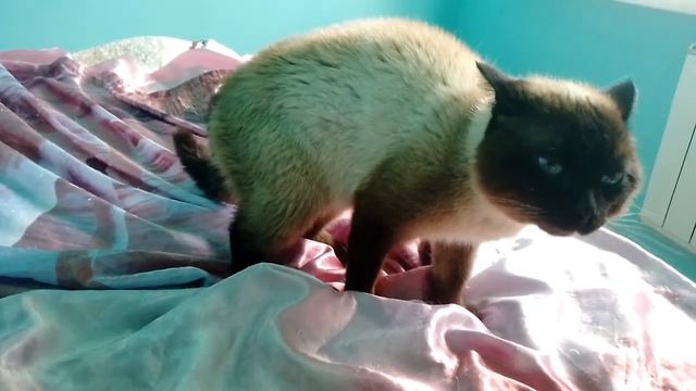 Сиамский кот-Медвежонок напал га черного кота!