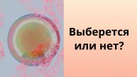 Выберется или нет черепашка